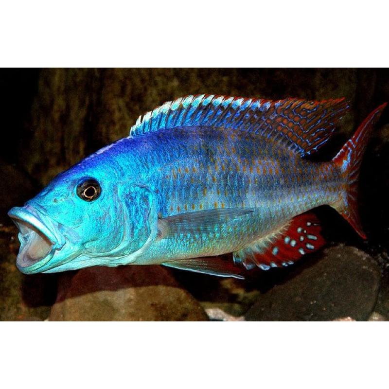 Nimbochromis Fuscotaeniatus 